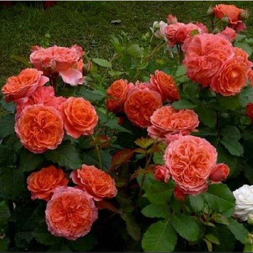 Barackrózsaszín - Angolrózsa virágú- magastörzsű rózsafa- bokros koronaforma